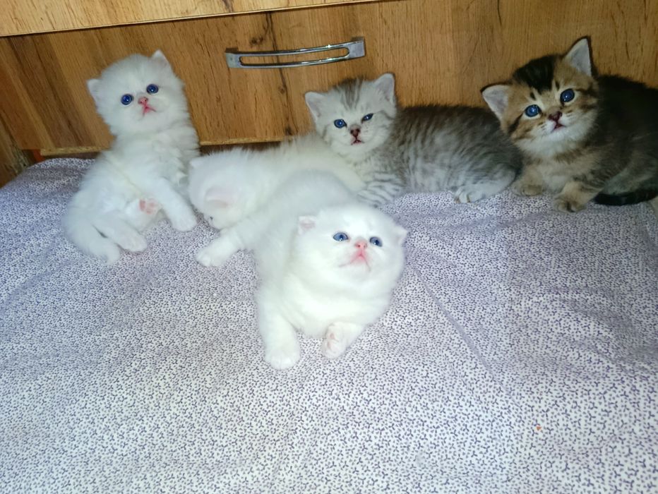 Продаются шикарные породистые котята