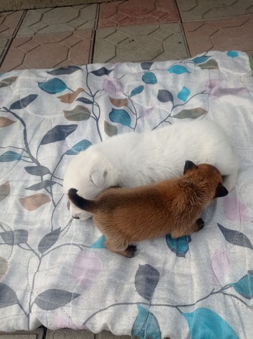 Отдам маленьких щенков