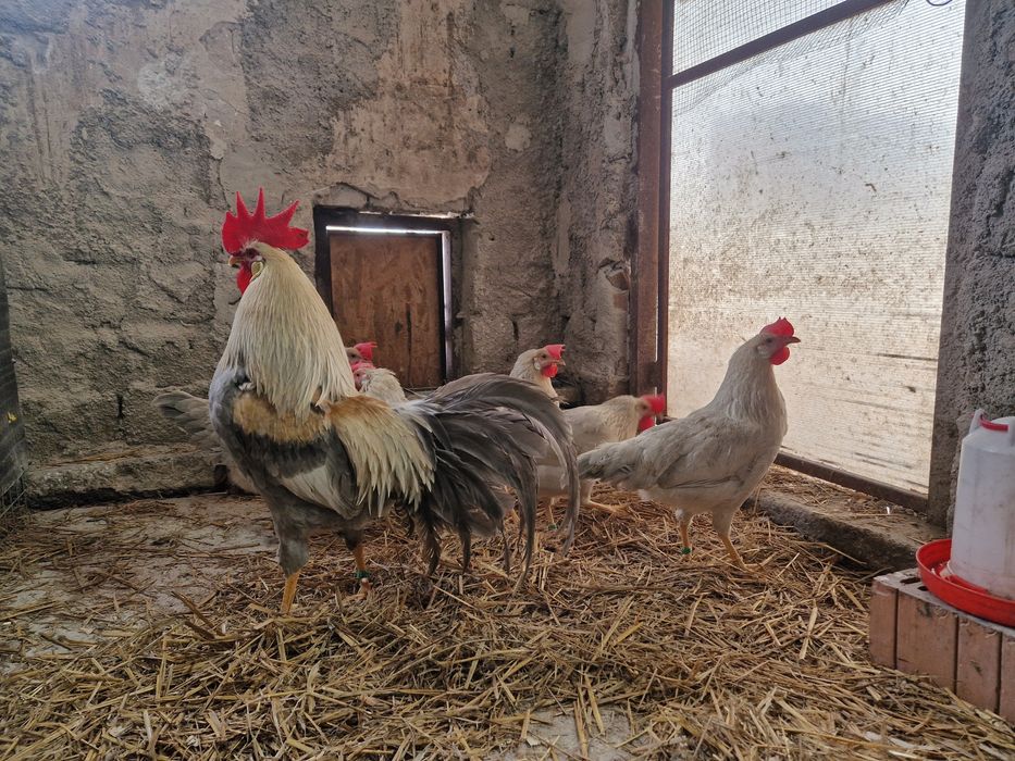 Oua de incubat Italiana gri perlat