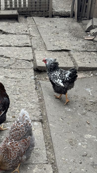 Oua incubat/incubator wyandotte