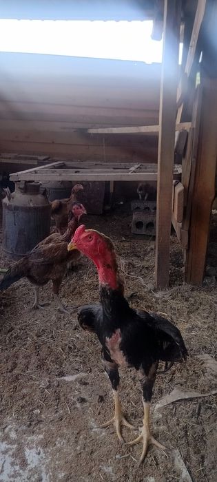 Продаётся дакан бойцовые петухи