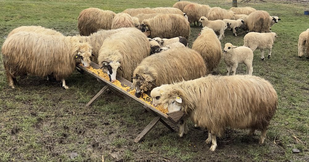 Vând oi tinere cu miei