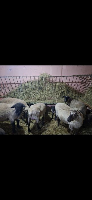 Vând oi suffolk și texel cu miei dupa ele