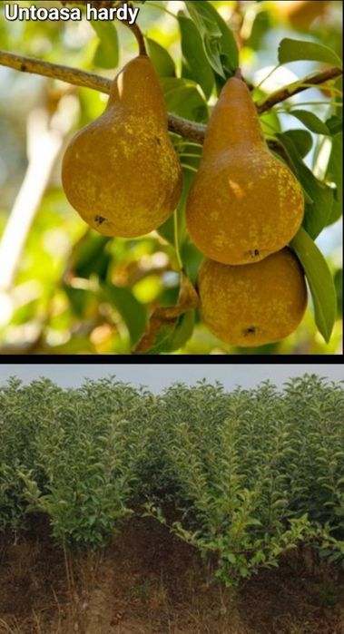 Caisi-pomi fructiferi