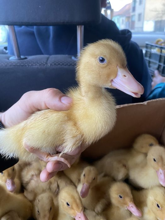 Vând ratâ peking !