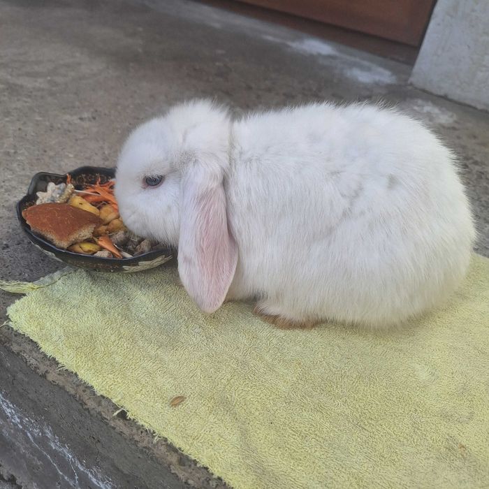 Очаровательные Минилопы в продаже!