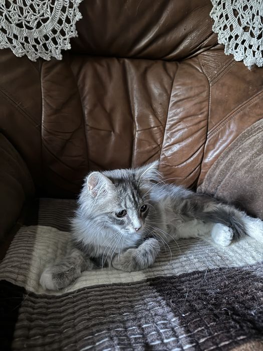 Отдадим котенка в добрые руки