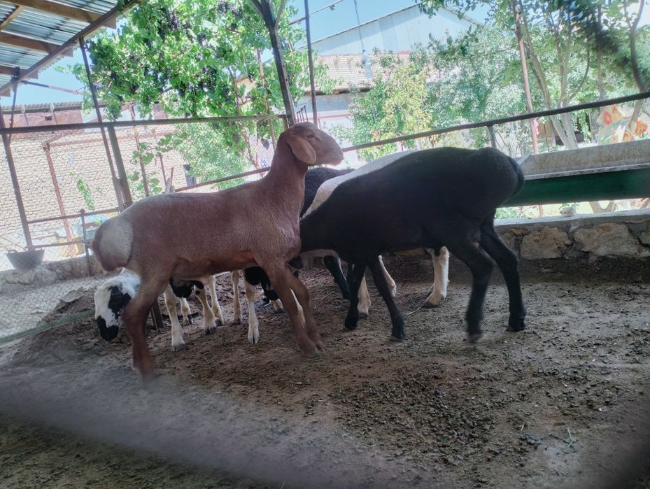 Qochqorla sotiladi soglom manzil kogon