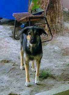 Собаки и щенки в Термезе