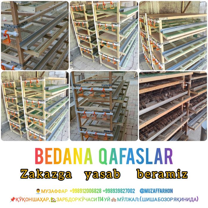Bedana qafslar 5000 soʻmdan