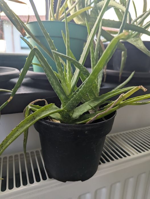 Plante aloe vera