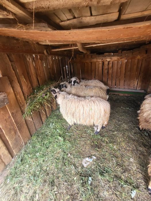 Vând oi breze 1100 de lei