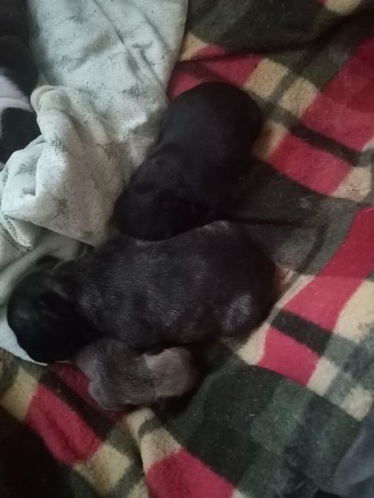 Щенки французского бульдога