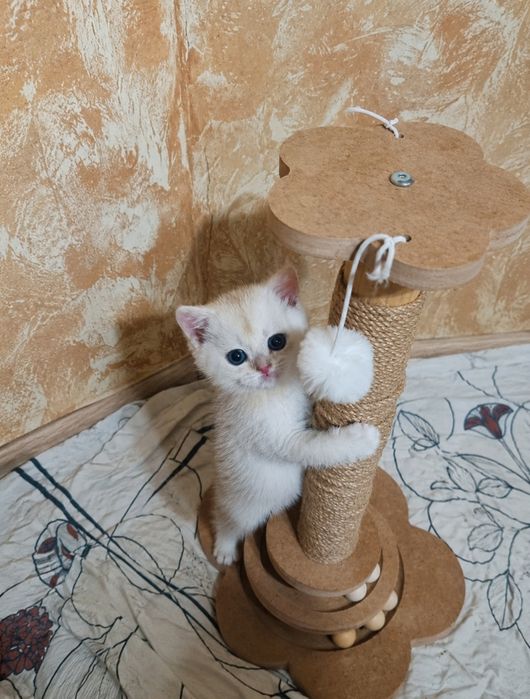 Продаются котята шиншиллы