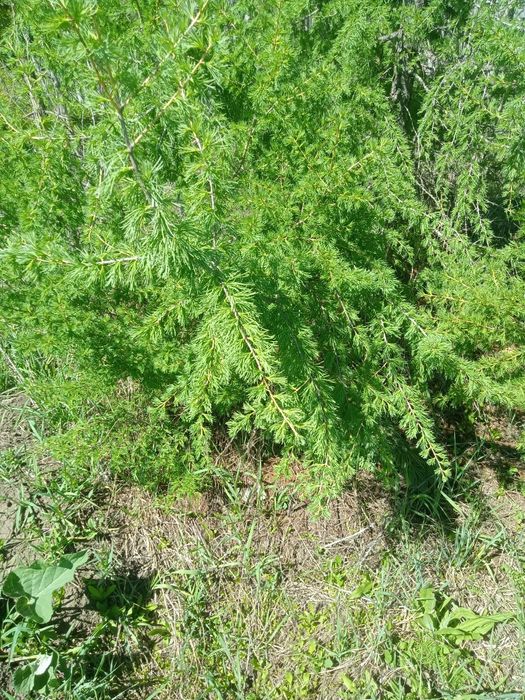 Продаются ели разные размеры