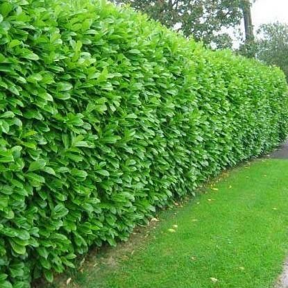 Prunus Laurocerasus / Laur englezesc / Gard viu vesnic verde