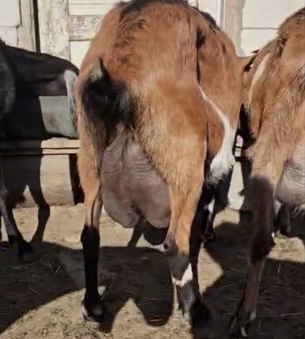 Iezi alpini francezi masculi