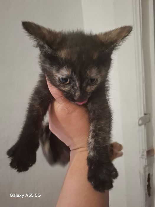 Отдам в добрые руки