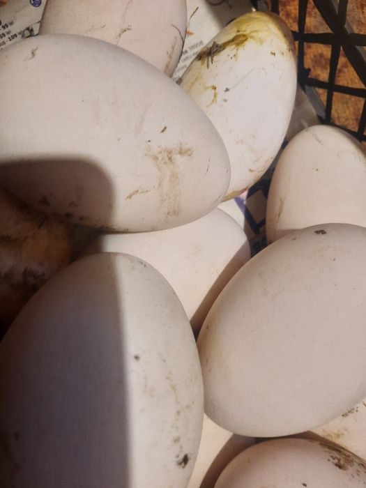 Ouă de gâscă și de rață