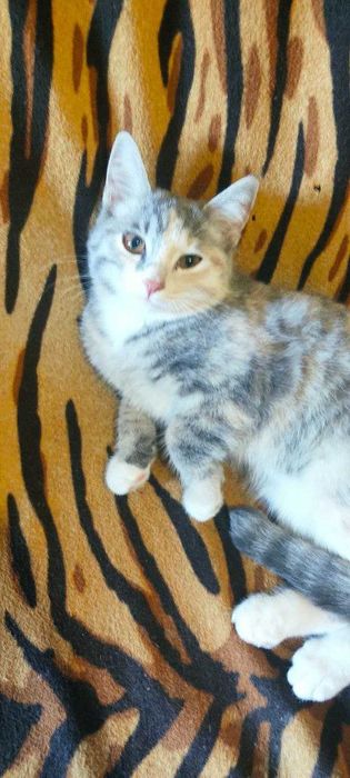 Ищут дом котята,возраст 3 месяца