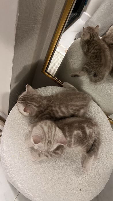 Котенок шотландский мальчик
