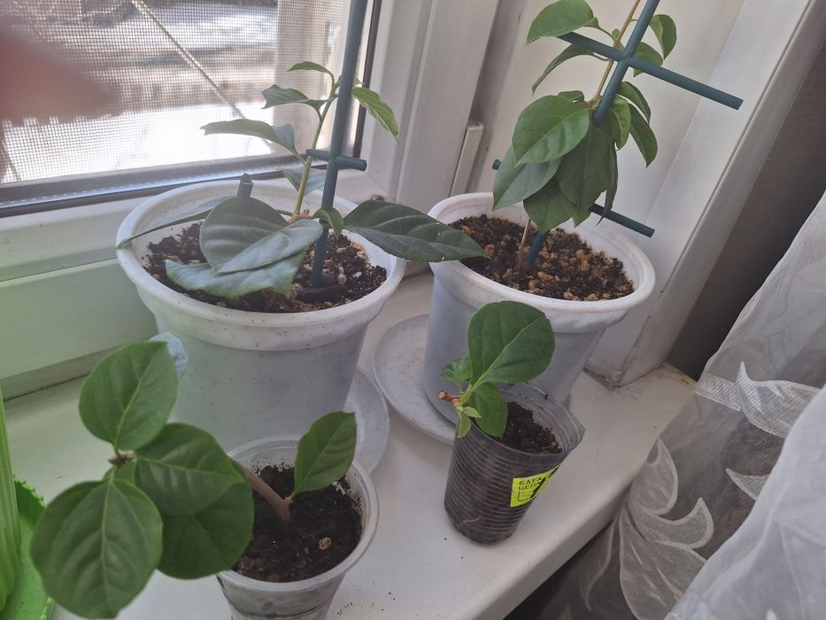 Продам бугенвилии