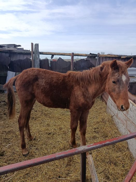 Продам жеребёнка. мальчик.