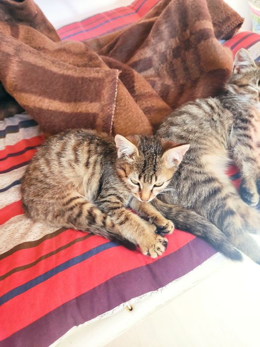 Отдам котята в хорошие руки!