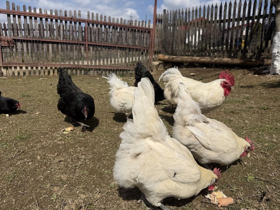Pui La Bresse + Australorp