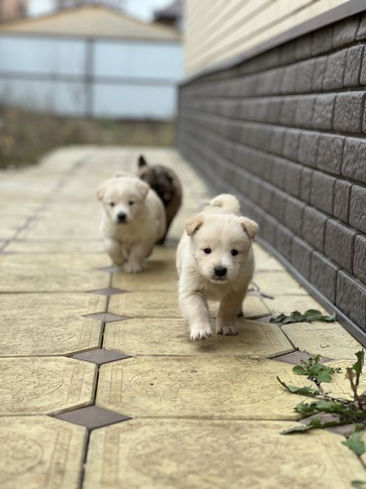 Щенки домашние красивые