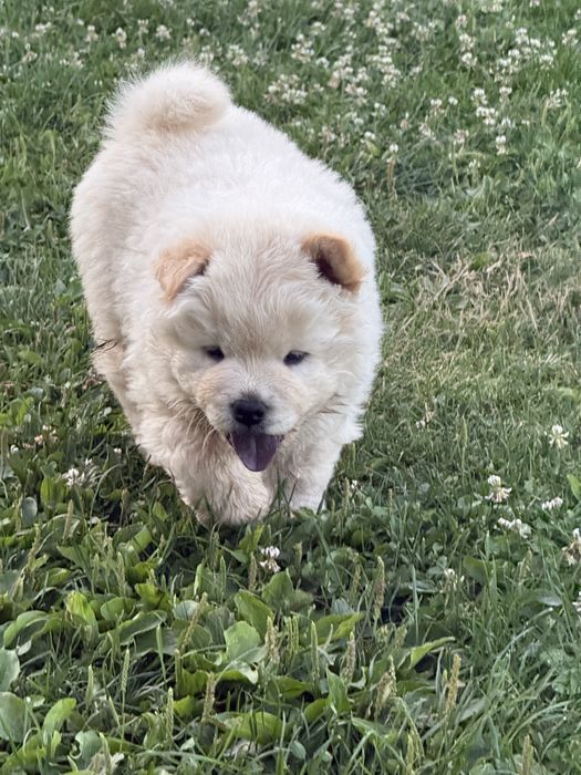 Vand catelus CHOW CHOW