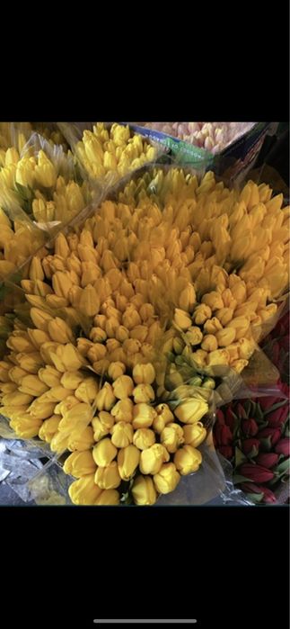 Тюльпаны оптом.