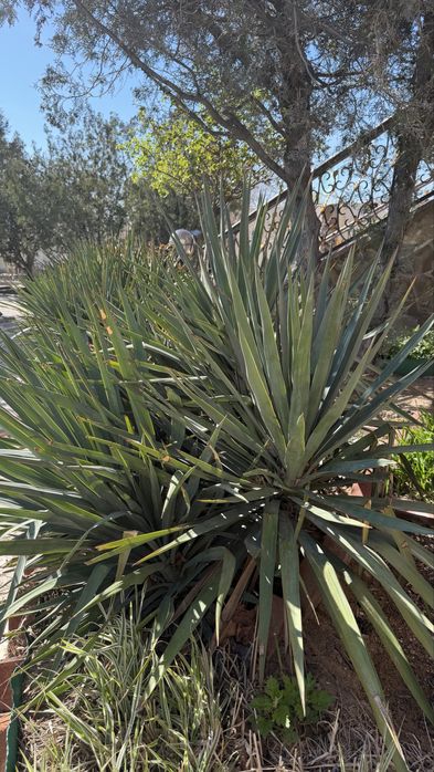 Продам уличные растения ЮККА