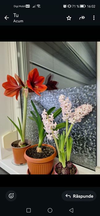 Crin Imperial, culoarea rosu.