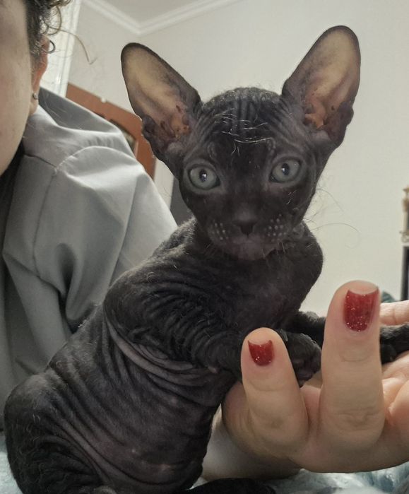Котёнок донского сфинкса мальчик