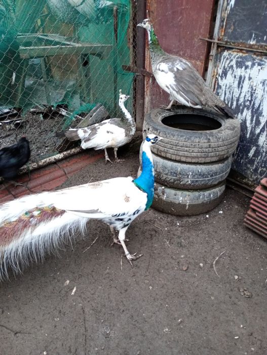 Pauni arlechin maturi și tineri arlechin .