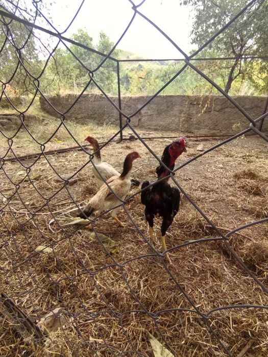Продам даканов .