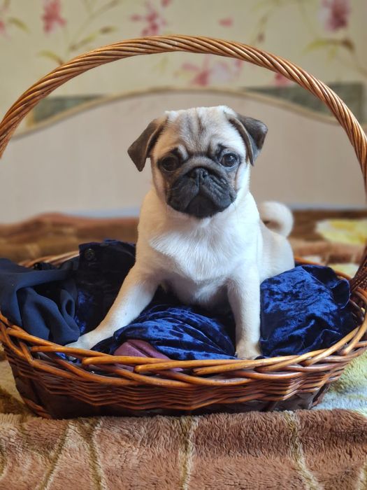 Щенки мопса.Продам.