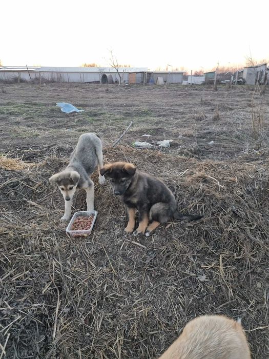 Două cățelușe metis ciobanesc caută urgent o familie