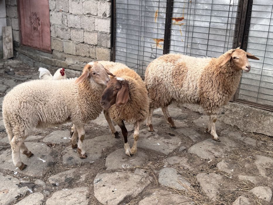 Oi rasa Assaf si Awassi