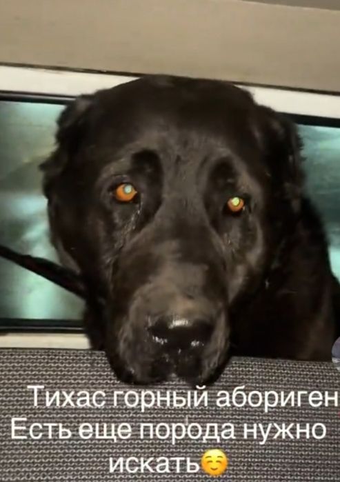 Кушык тау төбет 3айлык