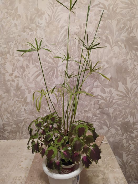 Продам ком. цветы выращенные дома.