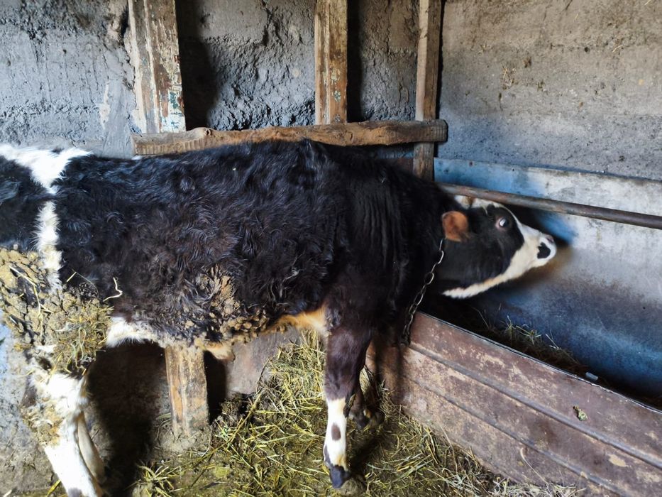 Продам бычка и телку