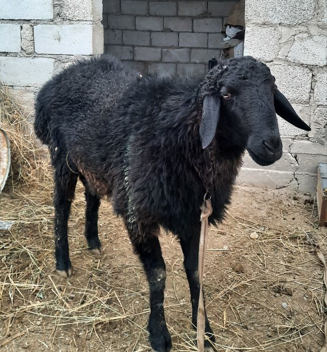 Кучкорча Сотилади