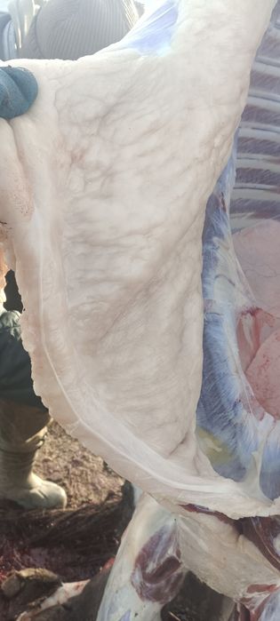 Тай еты завтра в Астане