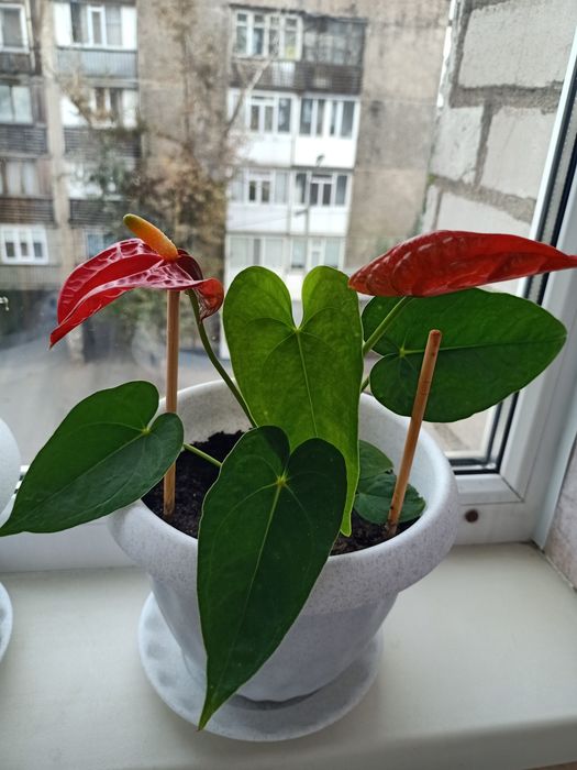 Мужское счастья цветок