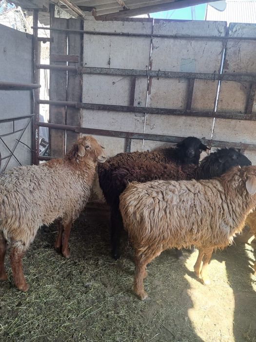 Тоқтылар сатылады