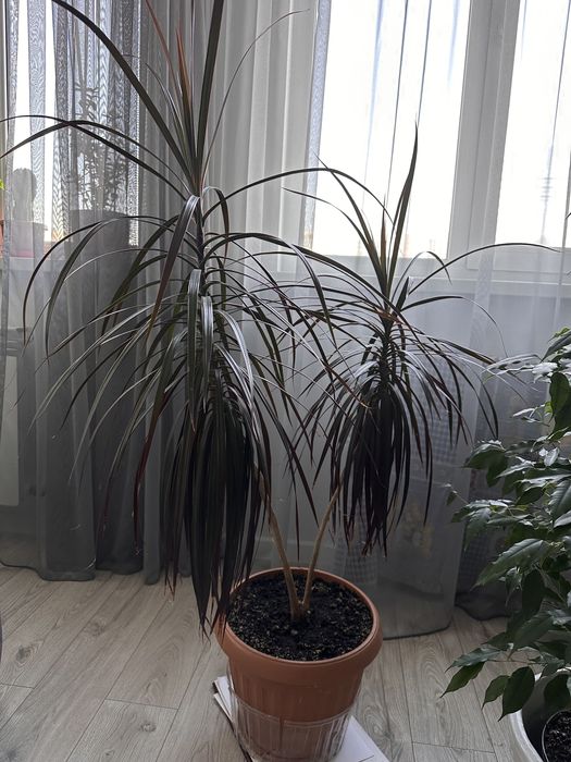 Прекрасные цветы в подарок