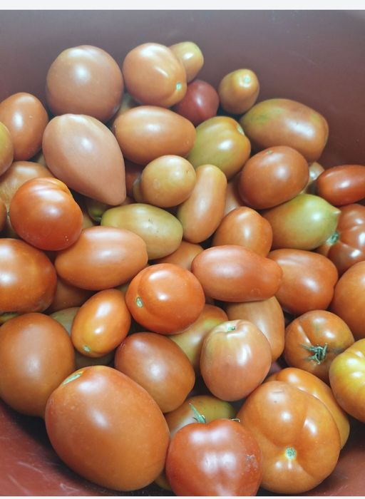 Продам домашние помидоры