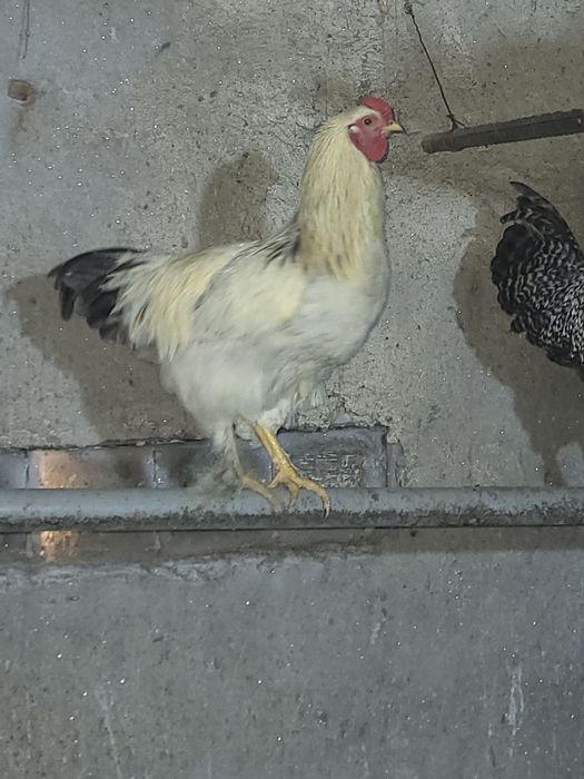 Продам петухов породистыхт